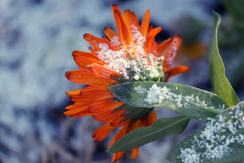 Arnica