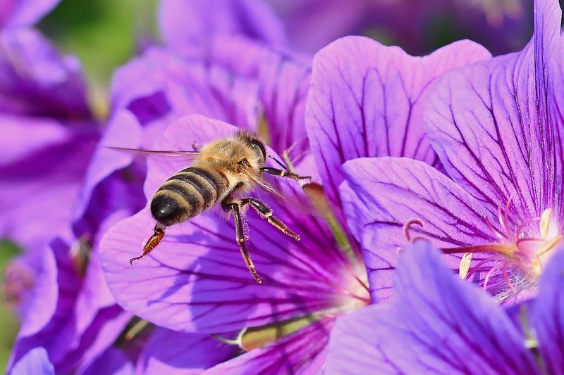 Apis Mellifica
